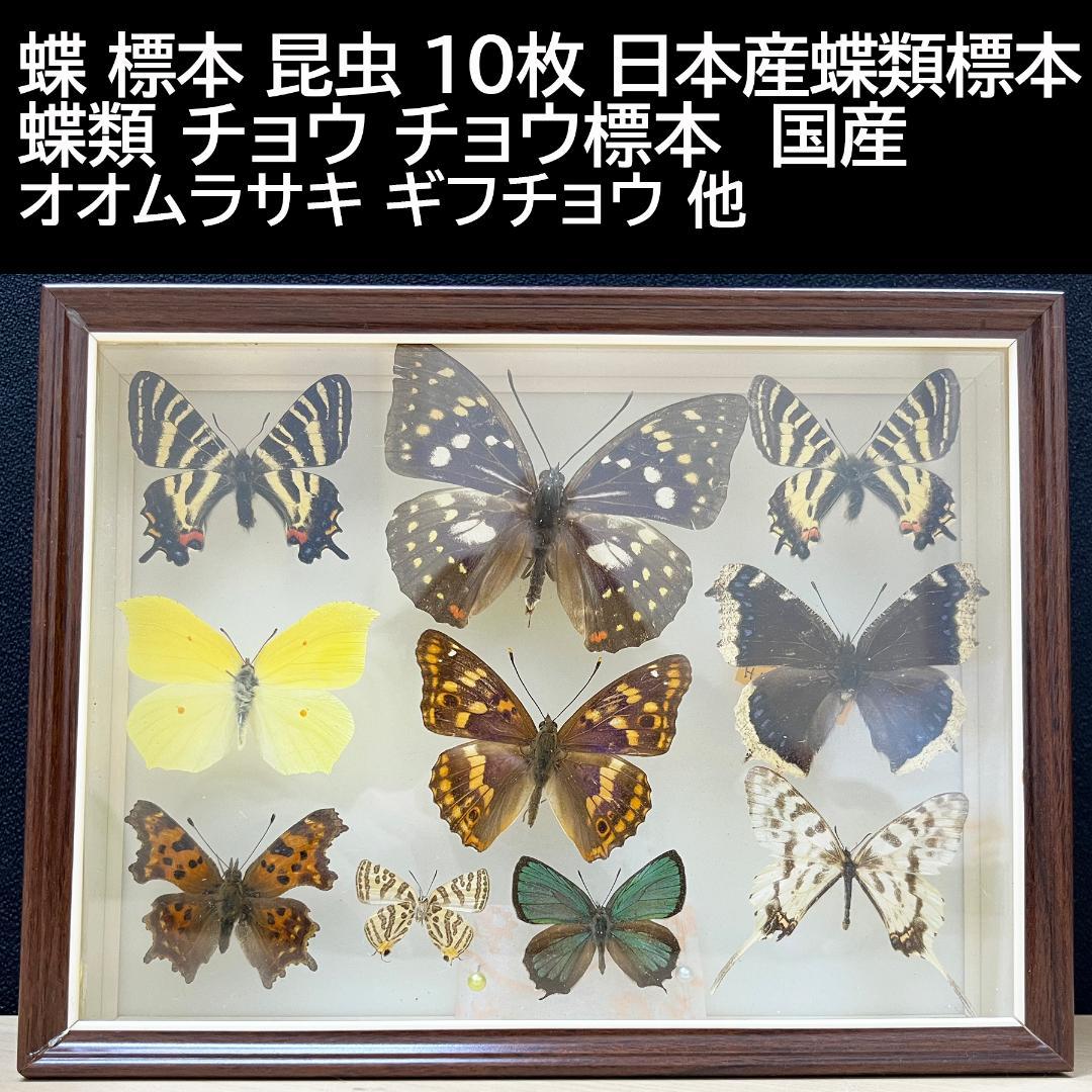蝶 標本 昆虫 10枚 日本産蝶類標本 オオムラサキ ギフチョウ×2 他 国産