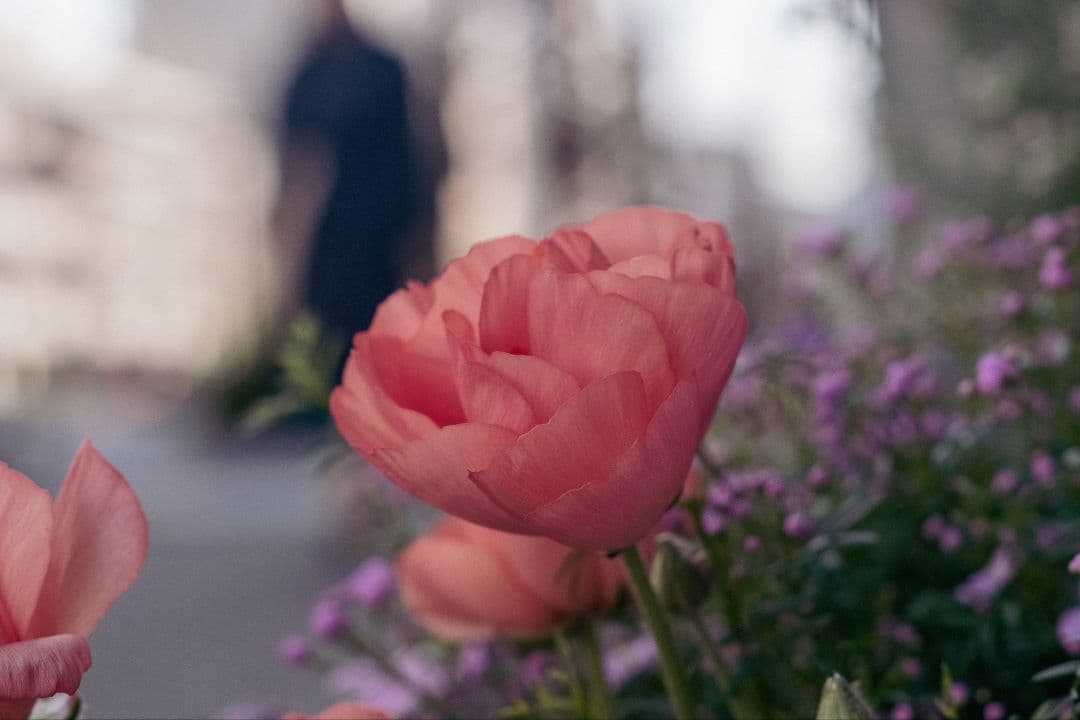 デジタルカメラ Fujifilm X-E1 + Lens + M42 Adapter