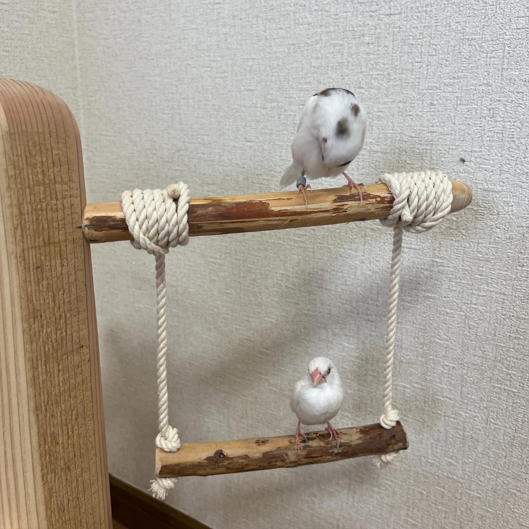 【中型鳥用】ブランコ♫バードアスレチック
