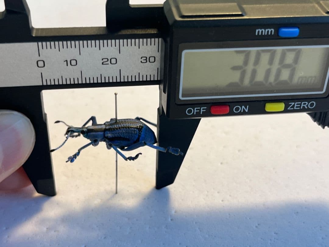 【25mm】ベネットホウセキゾウムシ 標本カミキリ昆虫ゼリー標本甲虫フンチュウ