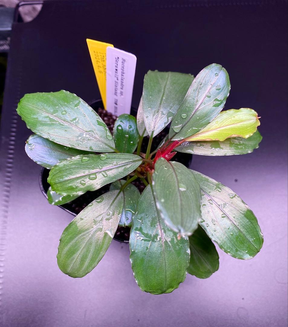Bucephalandra sp. ″Serawai2″ Sintang TB便
