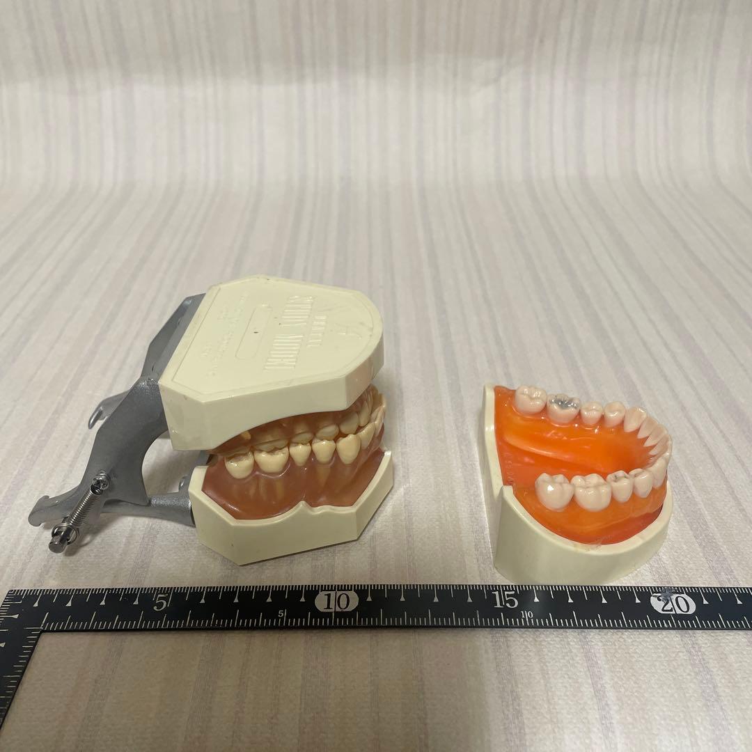 保管品 ニッシン 歯科模型 2個