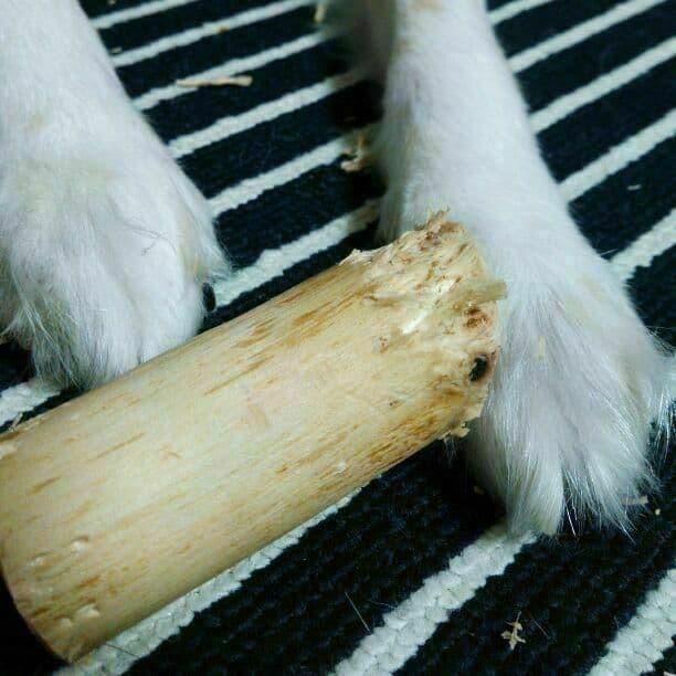 OY.けやき梨の木新品.犬用おもちゃ、小さめ大型犬大型犬向け歯固めかじり木