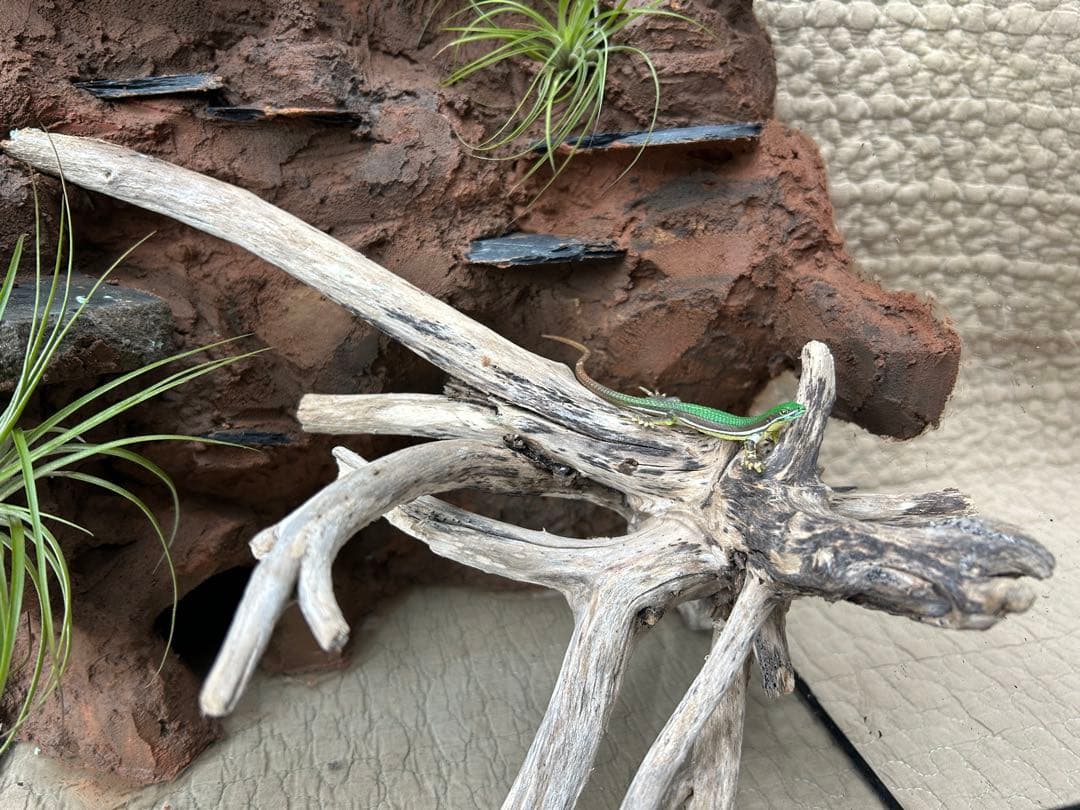 乾燥地帯ビバリウム　爬虫類ケース　ケージ　カナヘビ　トカゲ