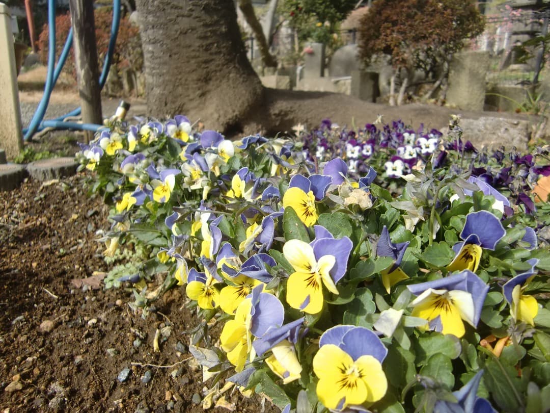 実写美⭕️【動作確認済】CASIO　EXILIM　ZOOM EX-Z450