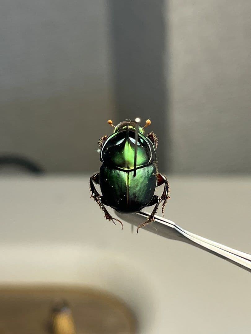 【食用糞虫】レックウザのようなカブトエンマコガネ 標本フンチュウ糞虫甲虫カミキリ