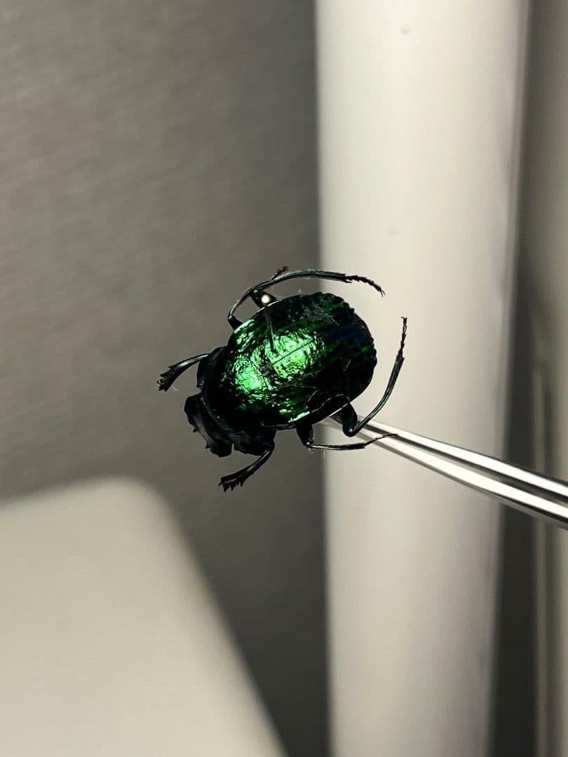 【17mm】金属の表面をハンマーで叩いたような槌目加工感の美しいスカラベ 標本