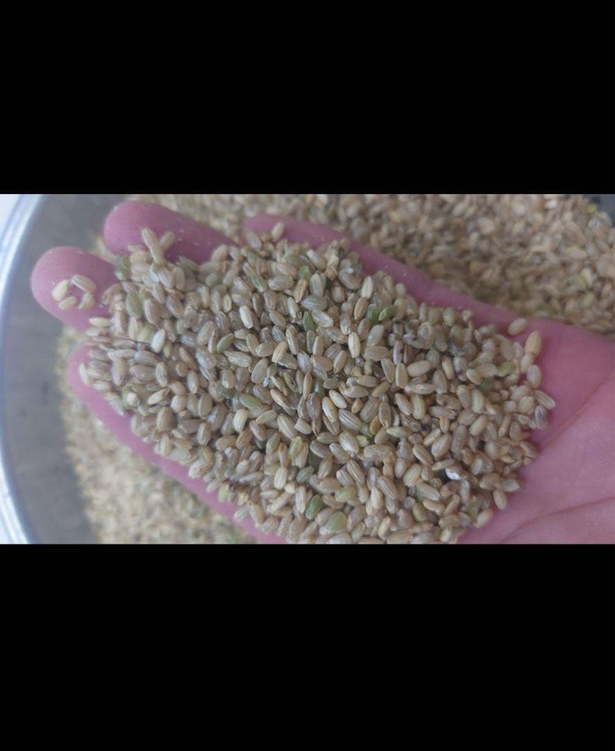20kg（梱包材含む）　くず米　スズメ　ニワトリ　エサ　飼料用・肥料用
