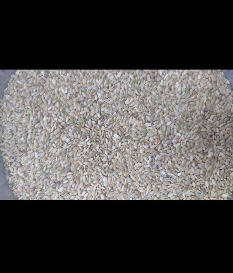 20kg（梱包材含む）　くず米　スズメ　ニワトリ　エサ　飼料用・肥料用