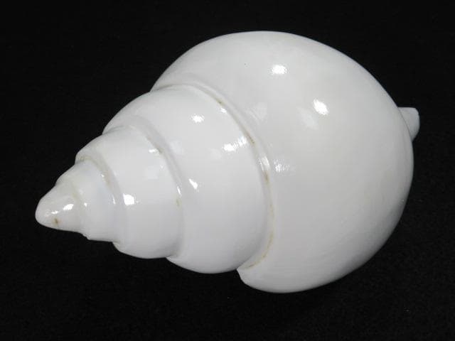 シャンクガイ　法螺貝　20.9cm　インド　No.1629