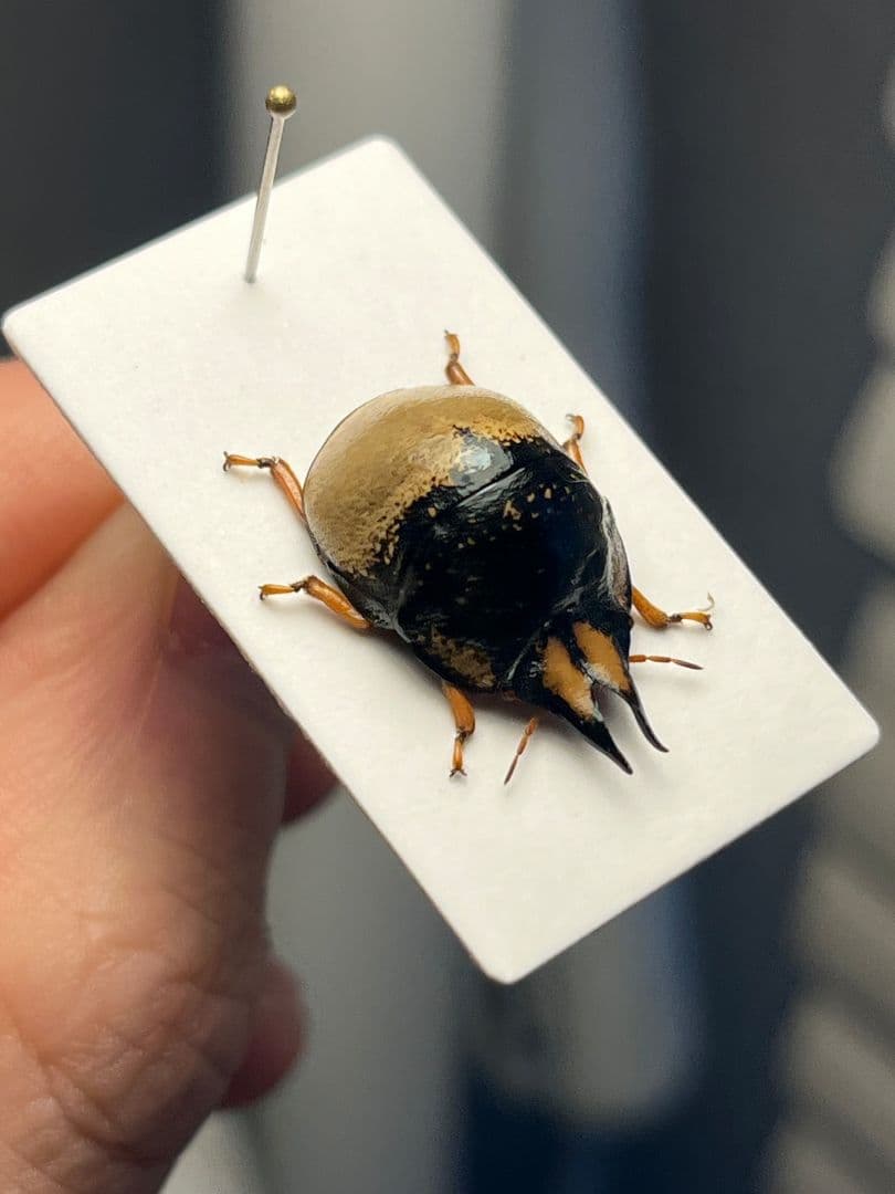 【♂】クワガタマルカメムシ 昆虫標本 ゾウムシ ハムシ フンチュウ タマムシ