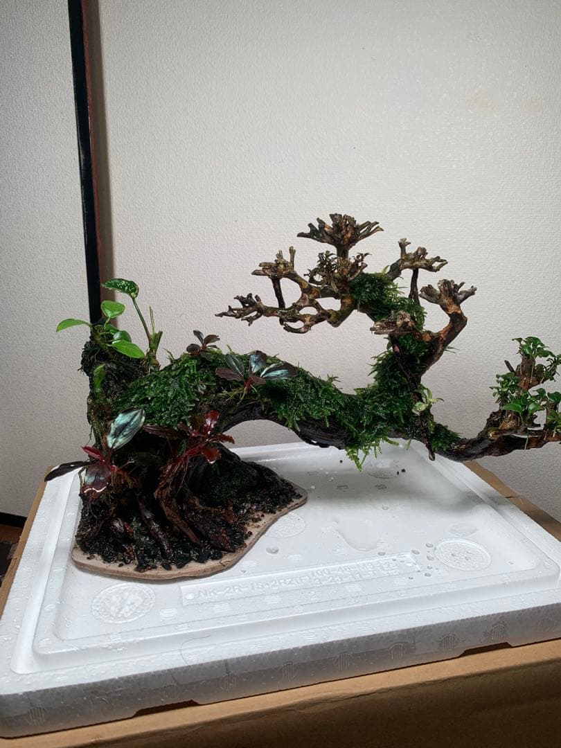 流木ボンサイです。