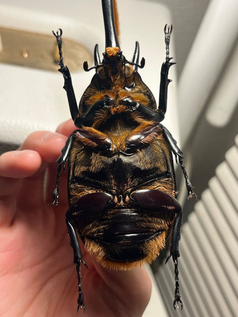 【140mm】ネプチューンオオカブト標本 Dynastes neptunus ♂