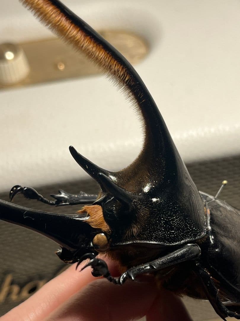 【140mm】ネプチューンオオカブト標本 Dynastes neptunus ♂