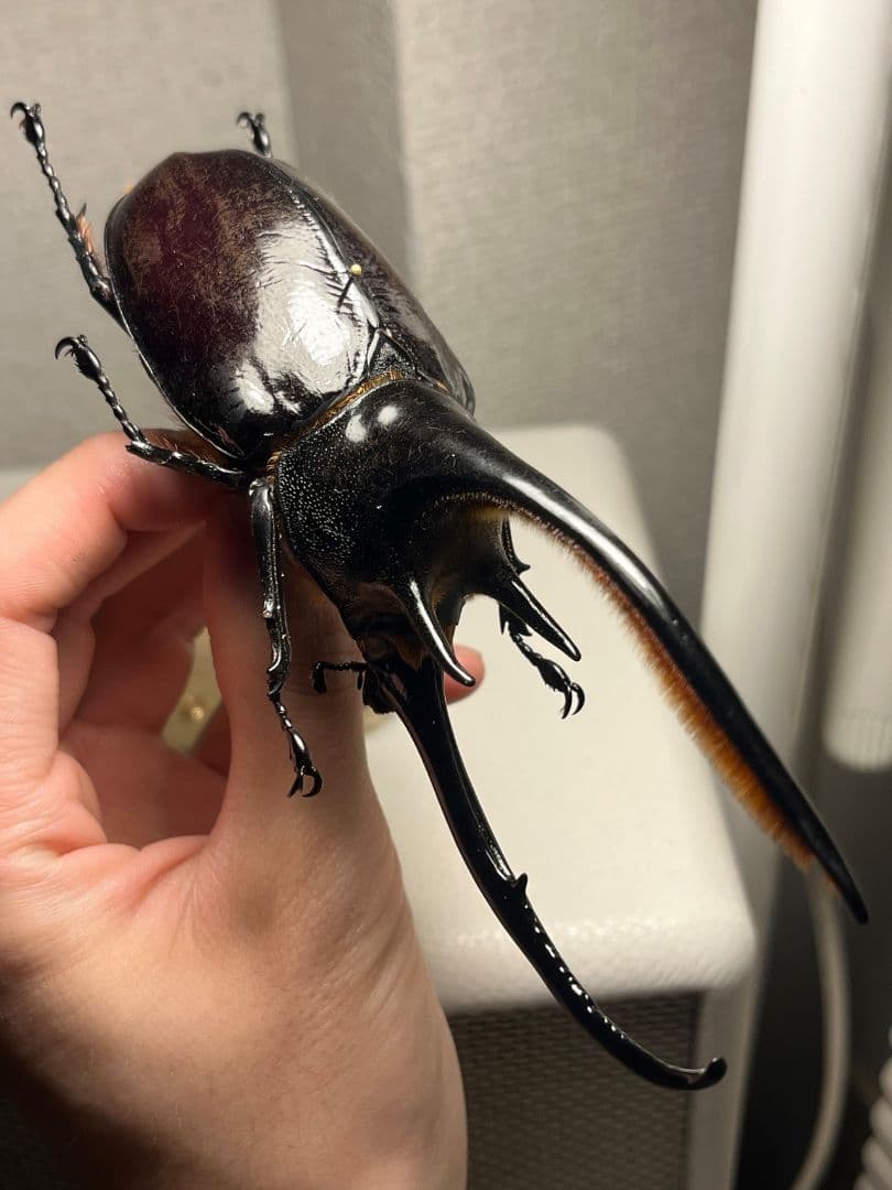 【140mm】ネプチューンオオカブト標本 Dynastes neptunus ♂