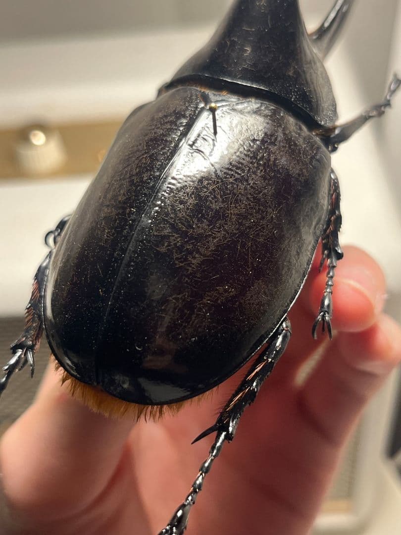 【140mm】ネプチューンオオカブト標本 Dynastes neptunus ♂