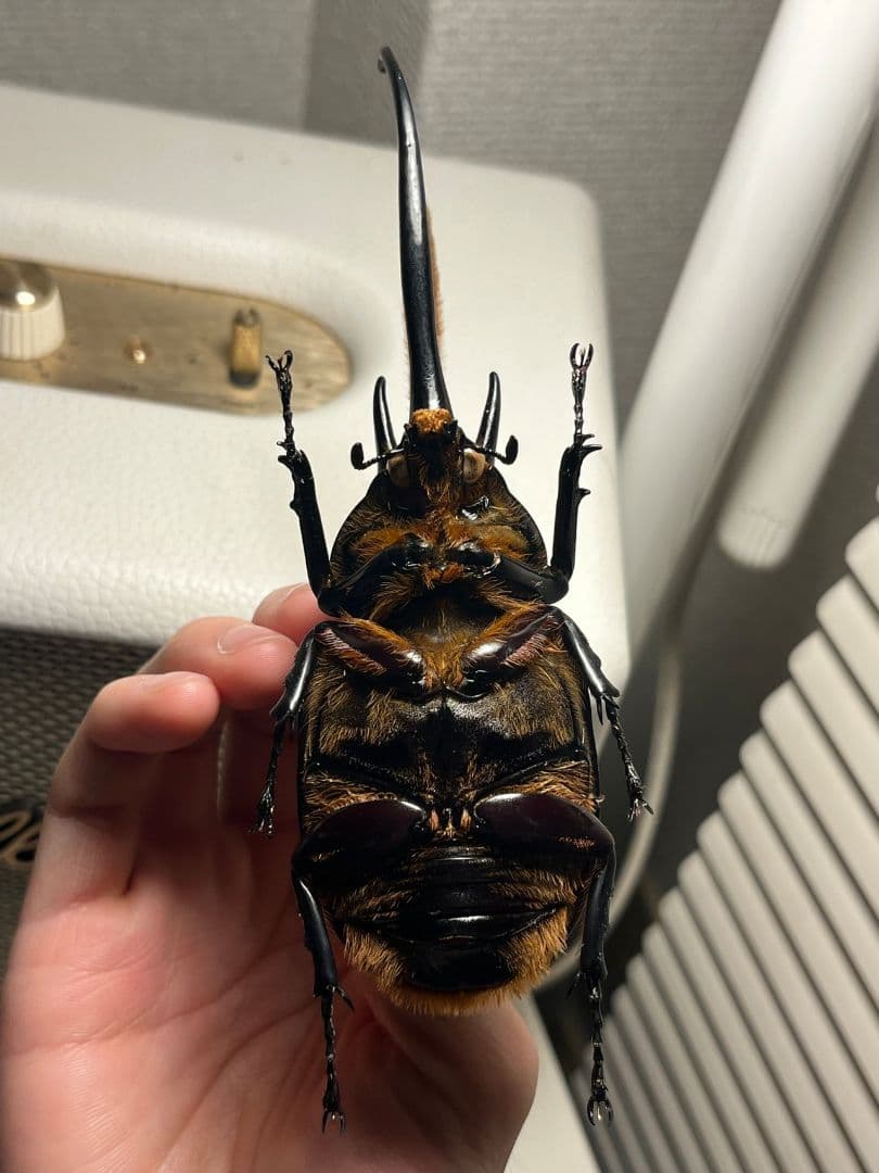 【140mm】ネプチューンオオカブト標本 Dynastes neptunus ♂