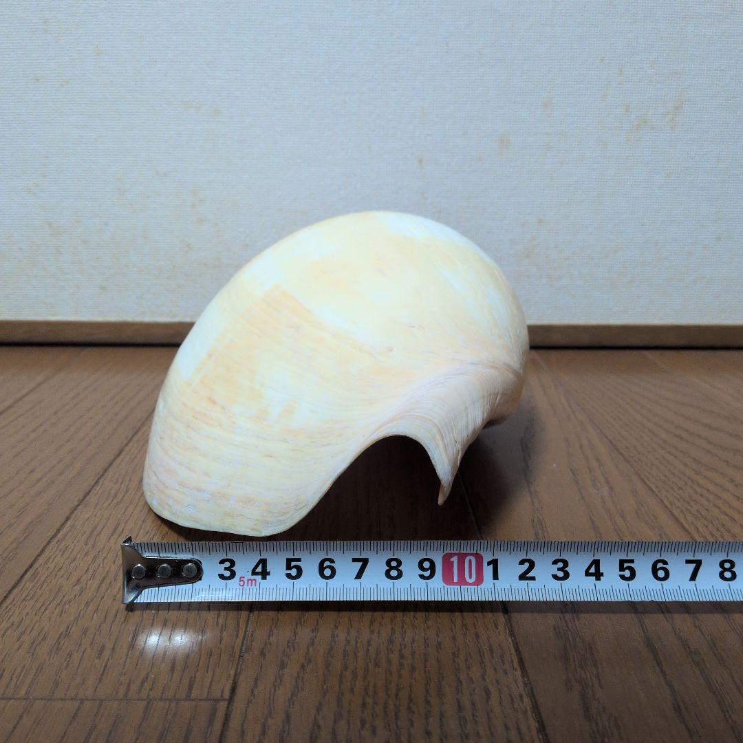 【約25cm】イナズマツノヤシガイ 巻貝 巻き貝