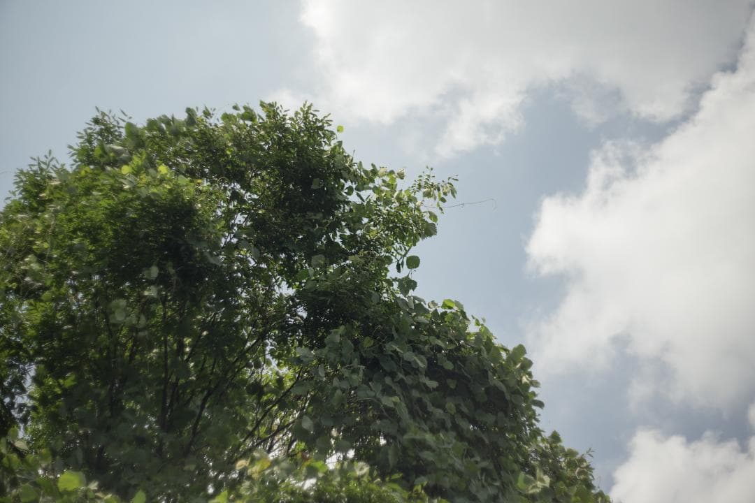Jena Pancolar 50mm f2 整備済み