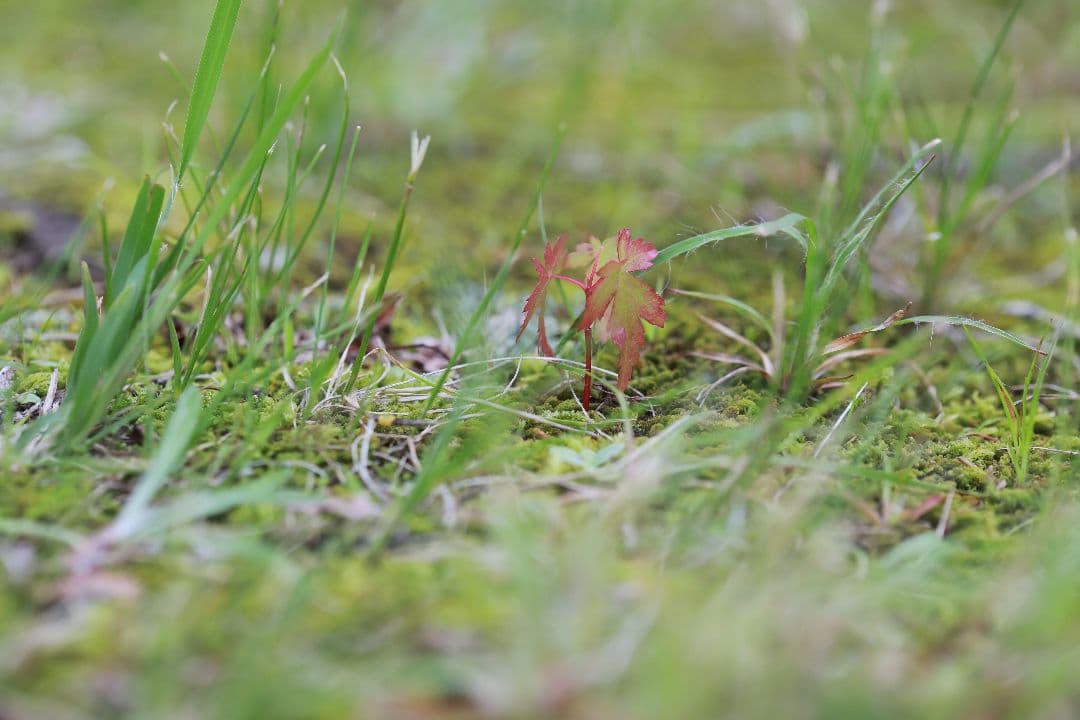 マクロCANON MACRO 1:1 EF 100mm f2.8 USM