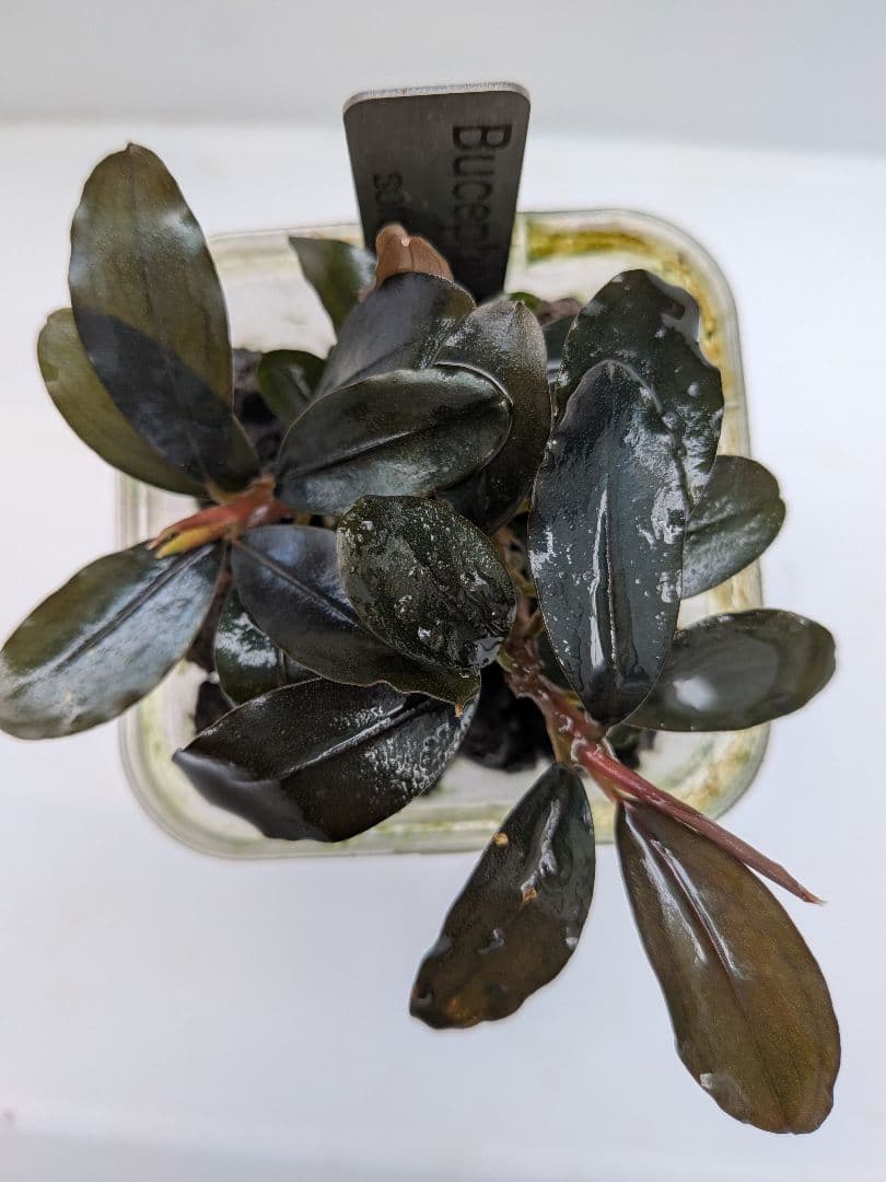 Bucephalandra sp. ソルディデュラブルー　水上葉