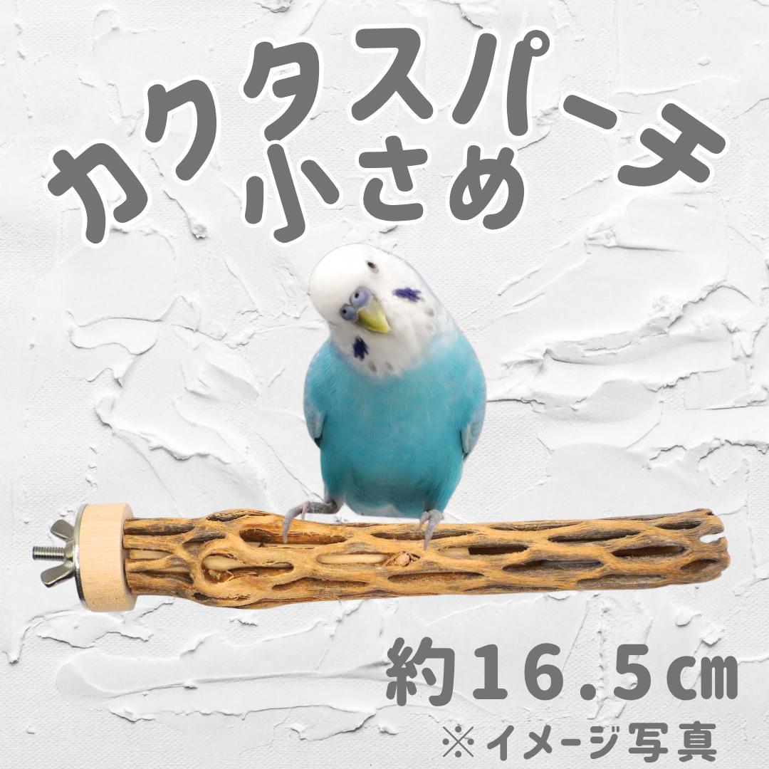 あお　カクタスパーチ　No.706、707、128,、673
