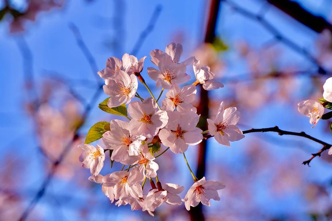 SONY 70-210mm f/4.5-6.3 ズームレンズ