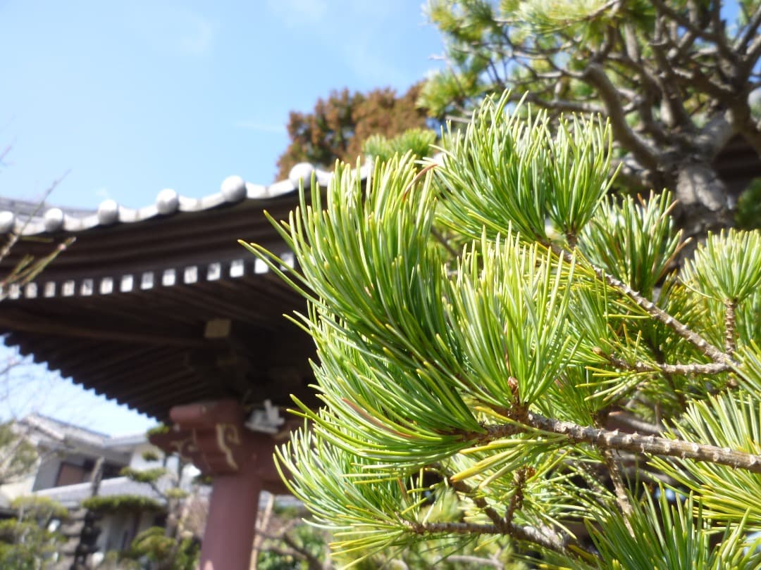 実写美⭕️【動作確認済】Panasonic LUMIX DMC-FX60