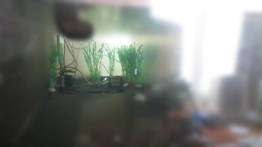 wakeda toshiaki　アクリル水槽　160cm×