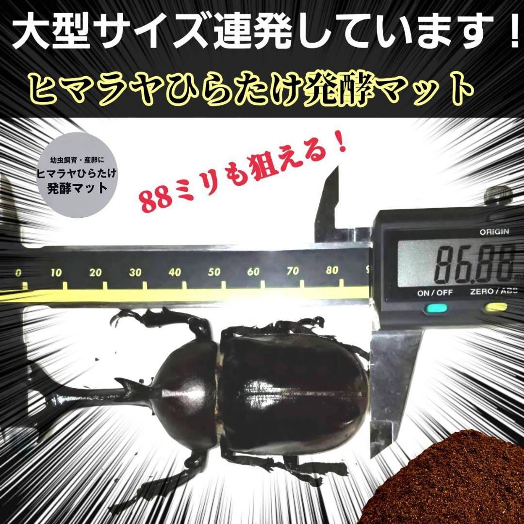 カブトムシ幼虫が丸々太ります！栄養価抜群の発酵マット【100L】産卵にもお薦め！