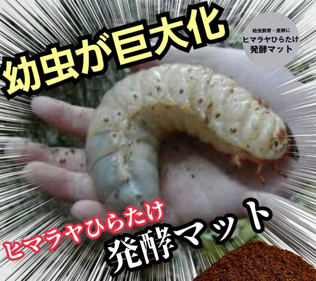 カブトムシ幼虫が丸々太ります！栄養価抜群の発酵マット【100L】産卵にもお薦め！