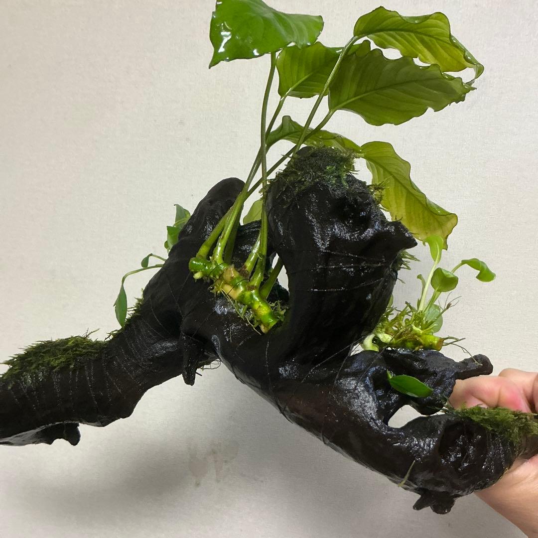 【第四種郵便】ジャイアント南米モス活着アヌビアス付きホーンウッド　40cm