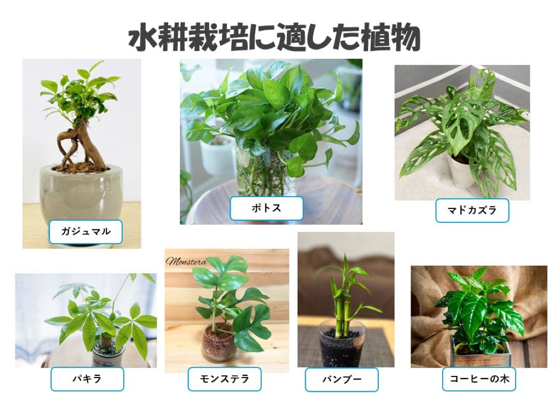 まりも　45㎝ガラス水槽用アクアポニックス仕様