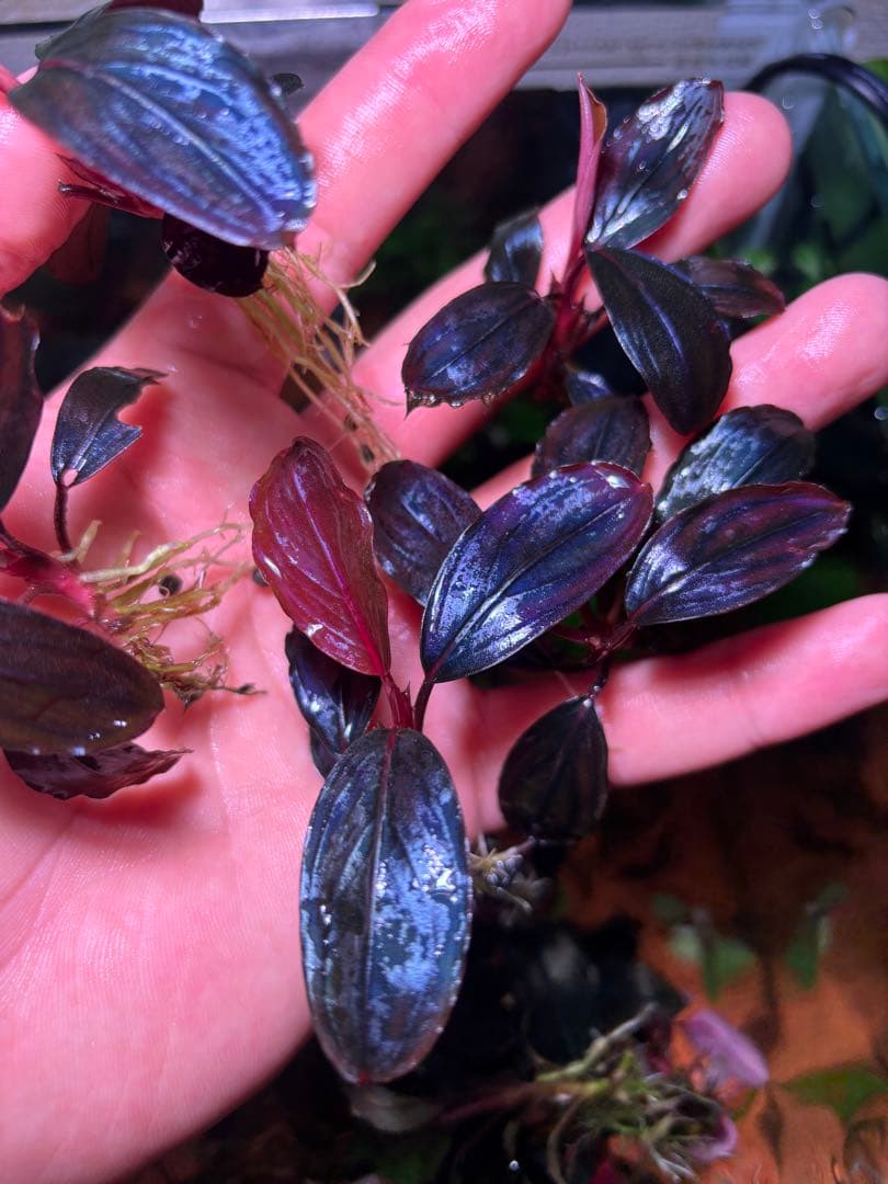 Y*c様 Bucephalandra sp.Red Diamond 5株