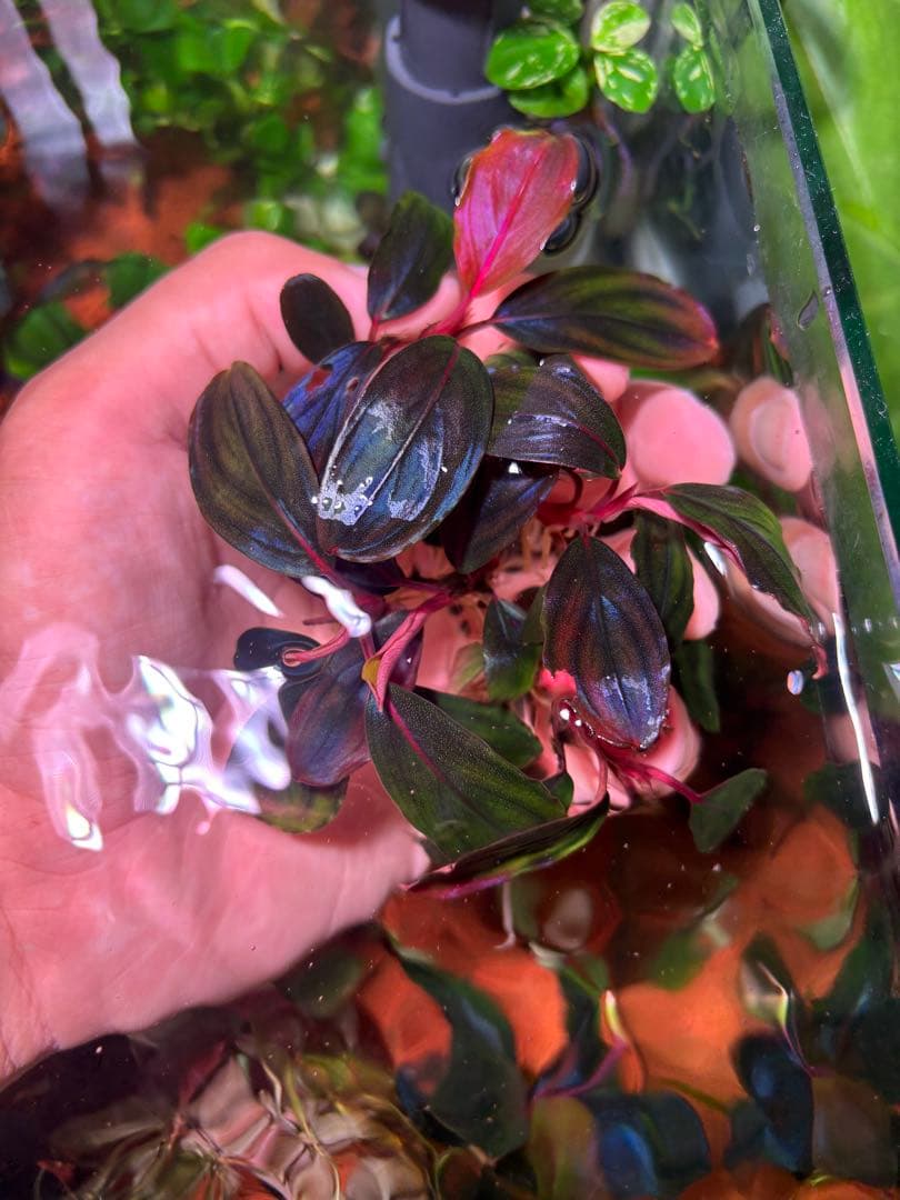 Y*c様 Bucephalandra sp.Red Diamond 5株