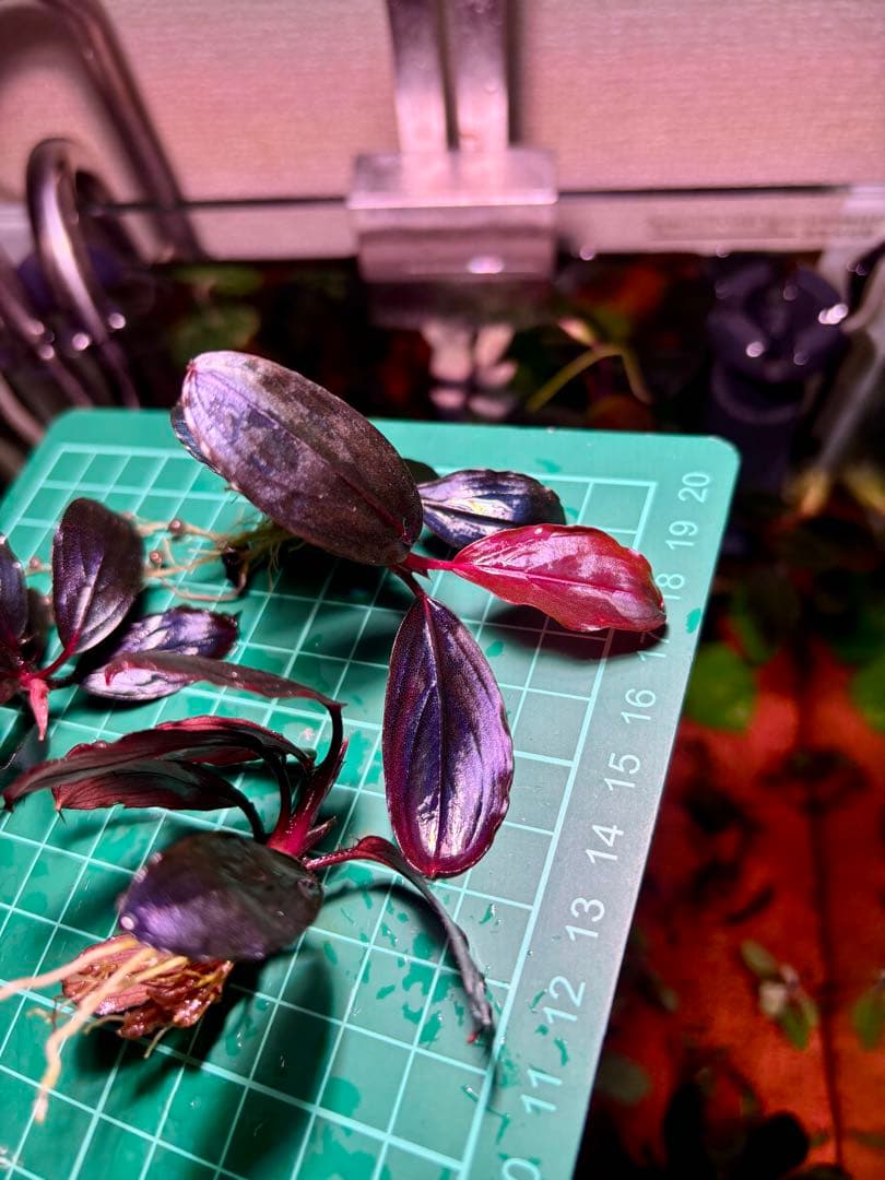 Y*c様 Bucephalandra sp.Red Diamond 5株
