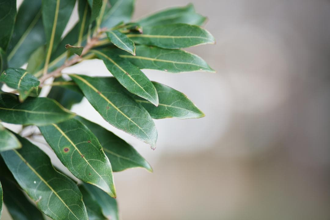 【テスト済】Nikon AF Nikkor 180mm F2.8 D 059