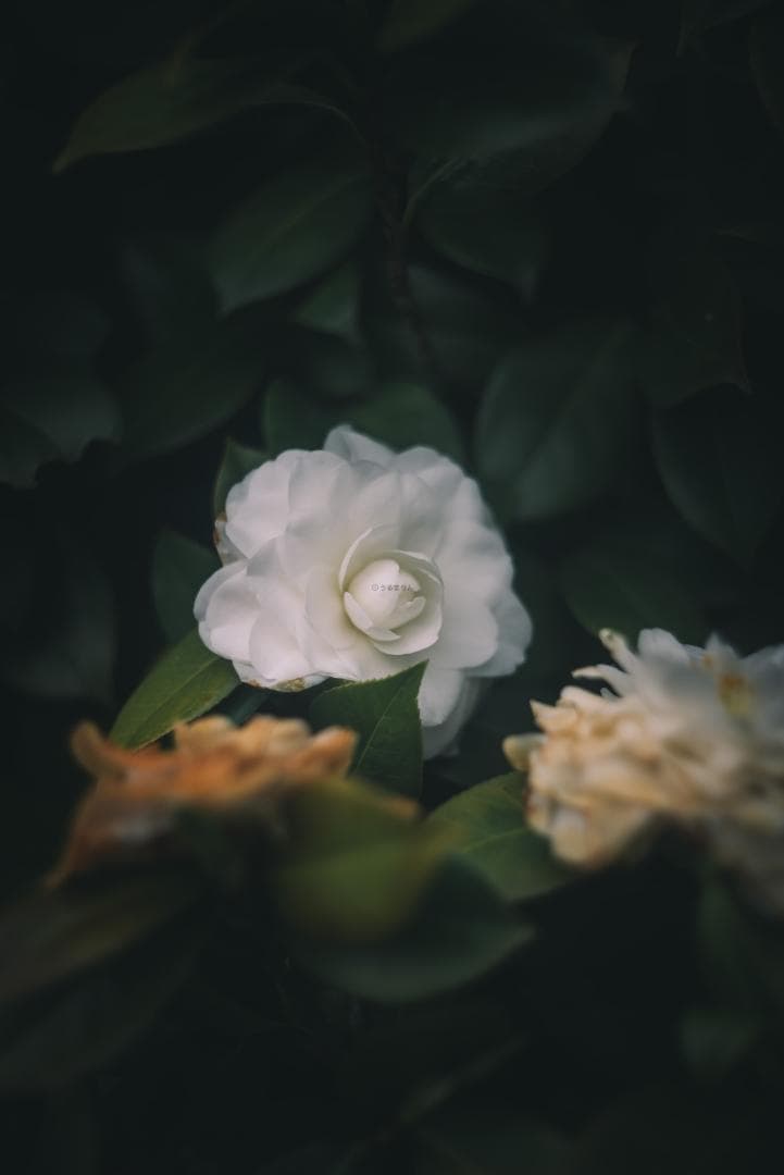 そら豆様　山崎ズマール！Leica Bluecoted Summar 50mm