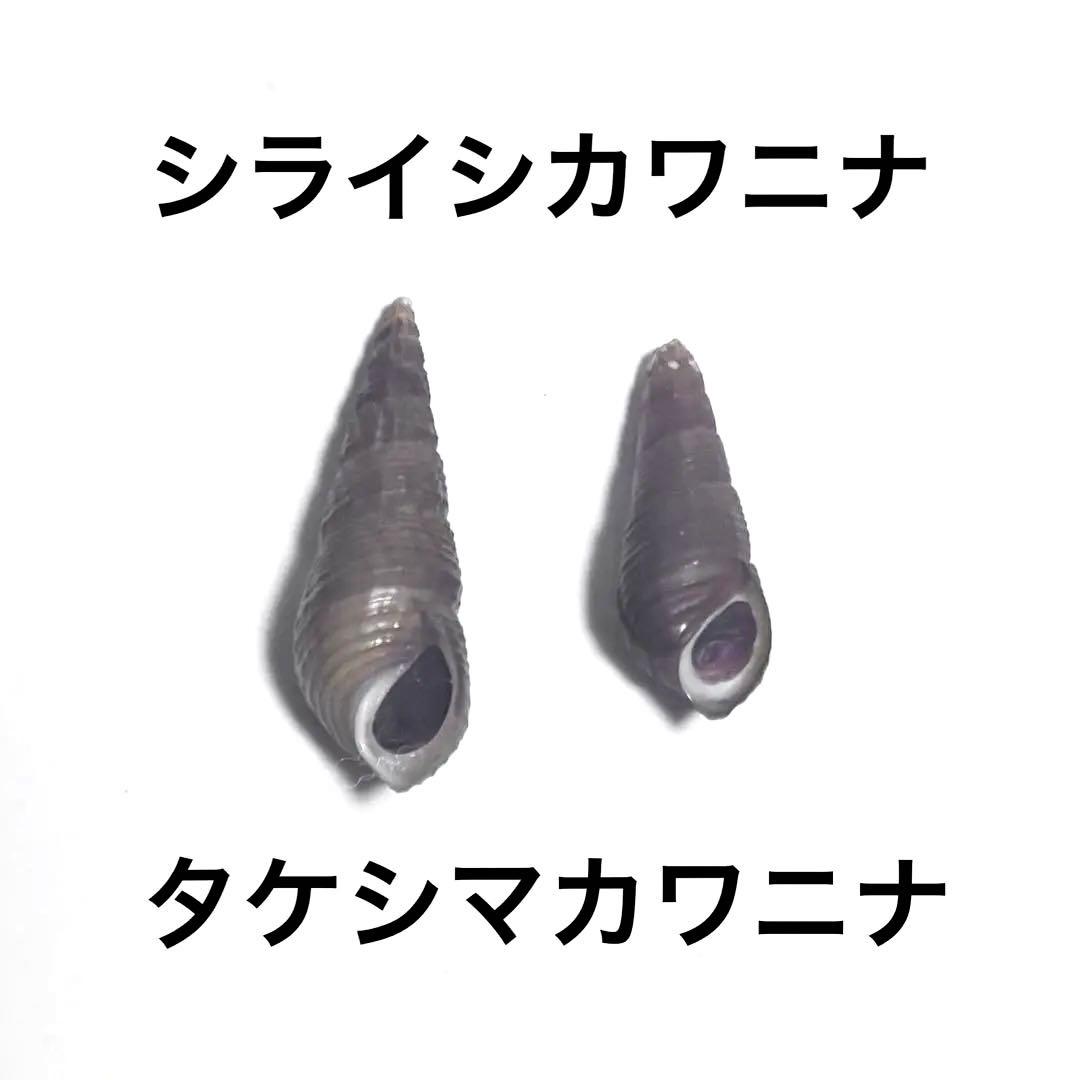 カワニナ 琵琶湖 カワニナ貝殻 シライシカワニナ タケシマカワニナ 標本 希少