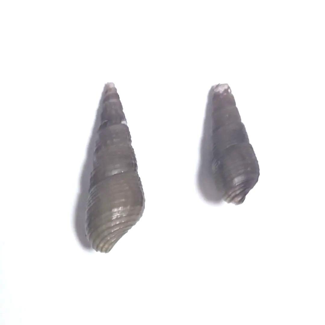 カワニナ 琵琶湖 カワニナ貝殻 シライシカワニナ タケシマカワニナ 標本 希少