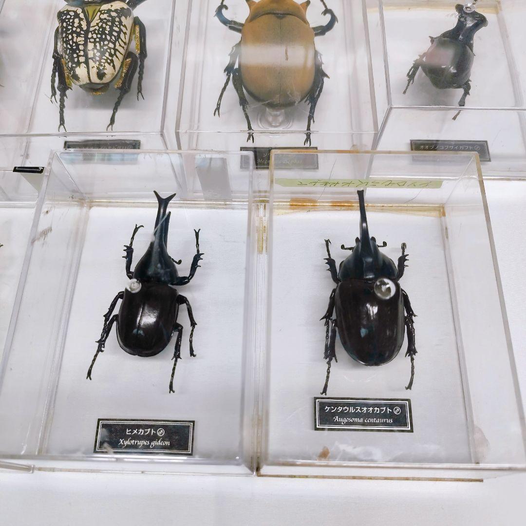 ディアゴスティーニ　世界の昆虫　フィギュア49点まとめ売り