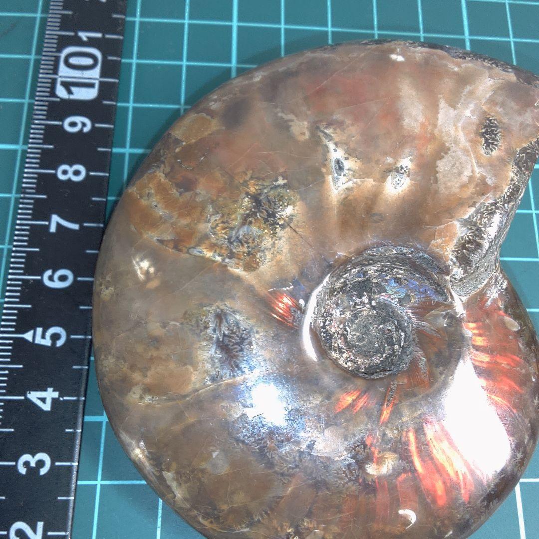 小物１ アンモナイト化石 光沢あり