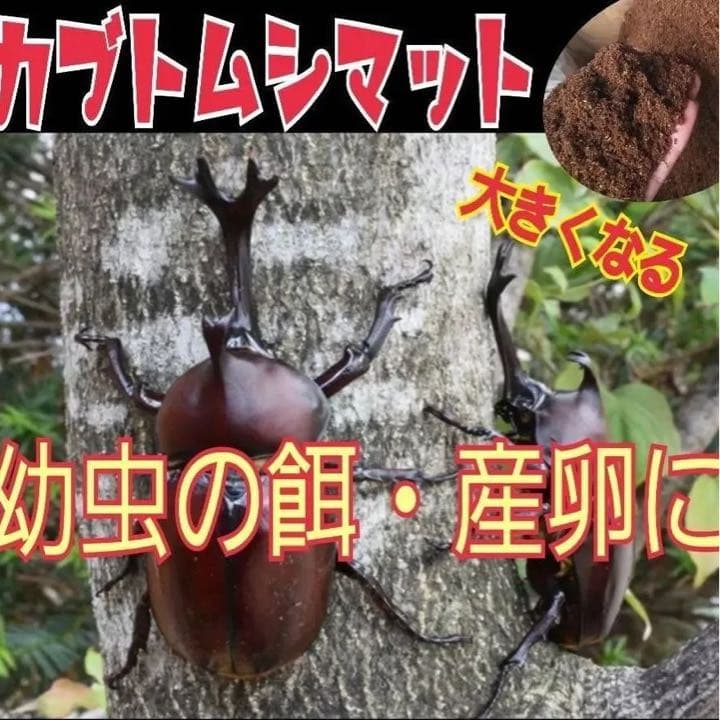 カブトムシ幼虫が大きく育ちます！ヒマラヤひらたけ発酵マット【6袋】栄養添加剤入り